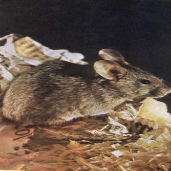 موش خانگی